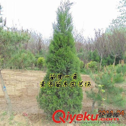 tj出售盆栽花卉植物綠化苗木檜柏苗蜀儈快柏清明松原始圖片2