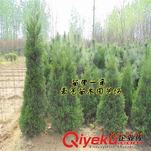 tj出售盆栽花卉植物綠化苗木檜柏苗蜀儈快柏清明松原始圖片3