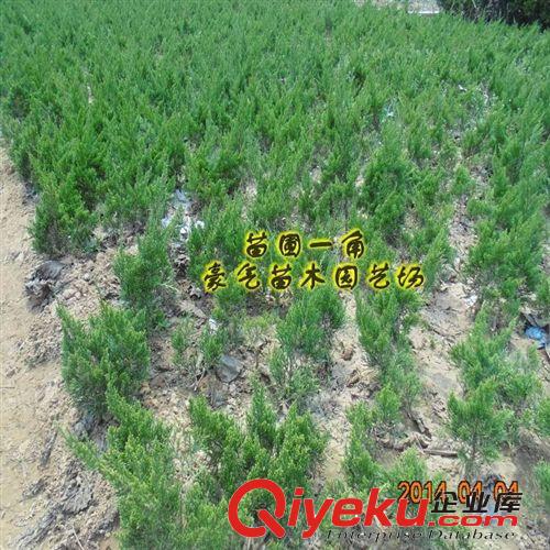 tj盆栽花卉綠化苗龍柏樹苗龍柏苗扦插嫁接苗