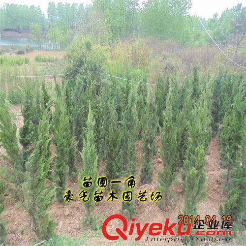 tj盆栽花卉綠化苗龍柏樹苗龍柏苗扦插嫁接苗