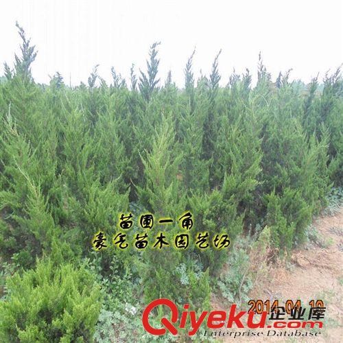 tj盆栽花卉綠化苗龍柏樹苗龍柏苗扦插嫁接苗