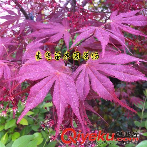 tj批發進口園林綠化花卉種子美國紅楓種子日本紅楓種子