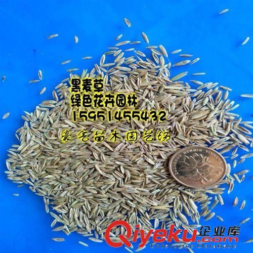 tj批發四季青草坪種子一年生黑麥草草種草籽多年生牧草種子原始圖片2