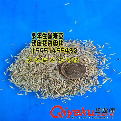 tj批發四季青草坪種子一年生黑麥草草種草籽多年生牧草種子原始圖片3