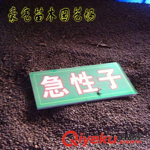 tj盆栽中藥材種子急性子種子花卉中藥材