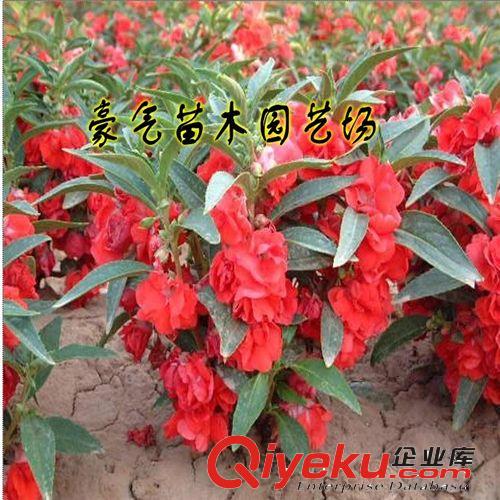 tj盆栽中藥材種子急性子種子花卉中藥材