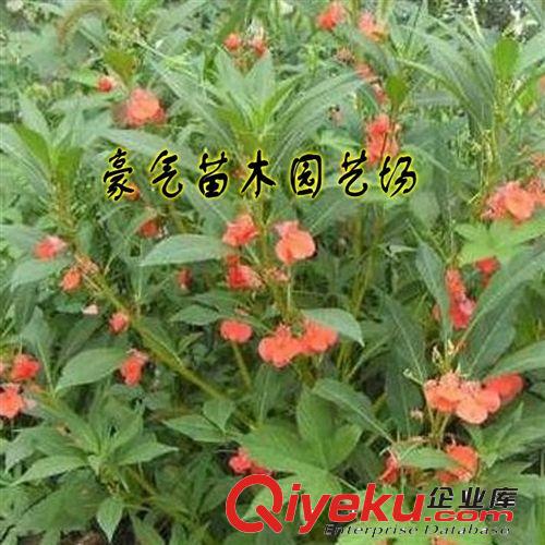 tj盆栽中藥材種子急性子種子花卉中藥材