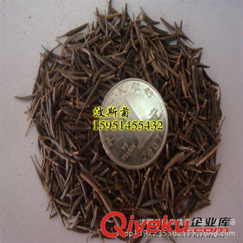 tj波斯菊 波斯菊種子 花草種子 種子批發