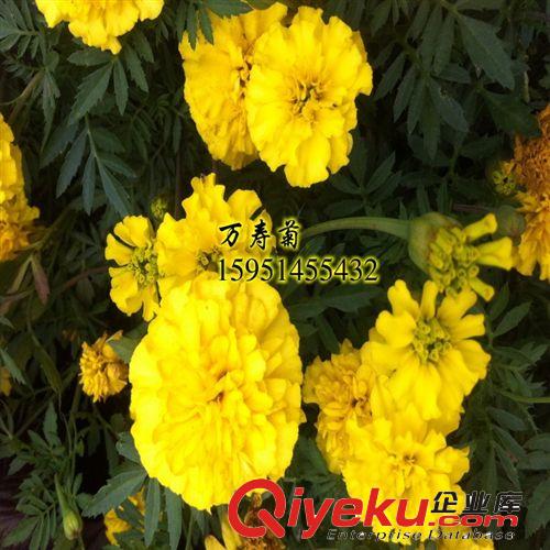 tj批發盆栽草花種子萬壽菊種子