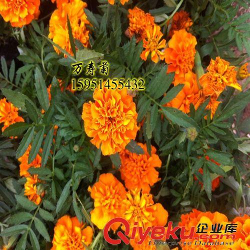 tj批發盆栽草花種子萬壽菊種子