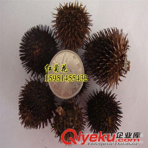 tj金盞菊種子 種子批發 草花種子 花卉種子 金盞菊草籽