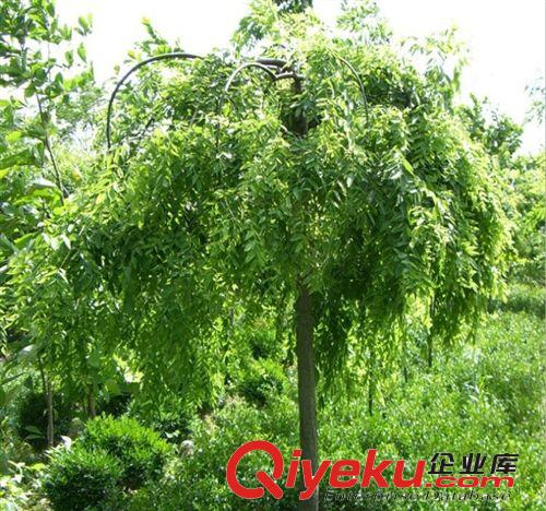供應(yīng)國槐苗 行道樹風(fēng)景樹 工程綠化苗木 胸徑