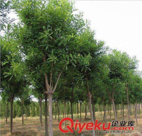 供應(yīng)國槐苗 行道樹風(fēng)景樹 工程綠化苗木 胸徑