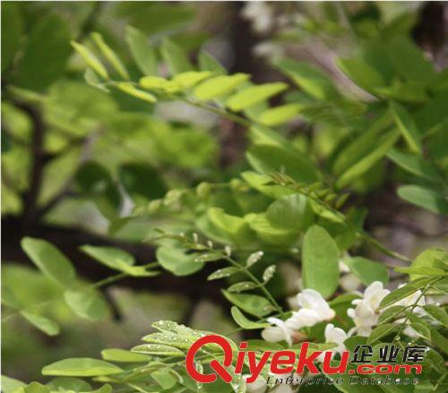 供應(yīng)國槐苗 行道樹風(fēng)景樹 工程綠化苗木 胸徑