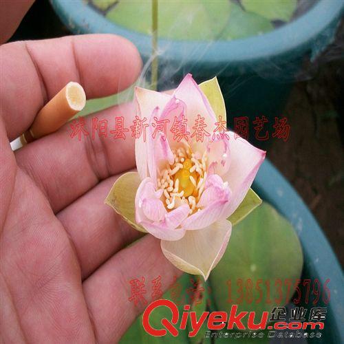 碗蓮種藕  楚女 小型品種