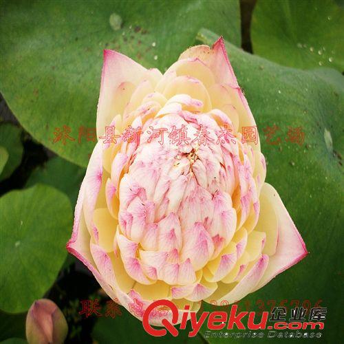 大型荷花  碗蓮  盆栽荷花  綠化盆荷 家庭種植 水景濕地