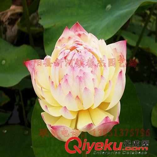 中型荷花種藕 紅唇  精品荷花