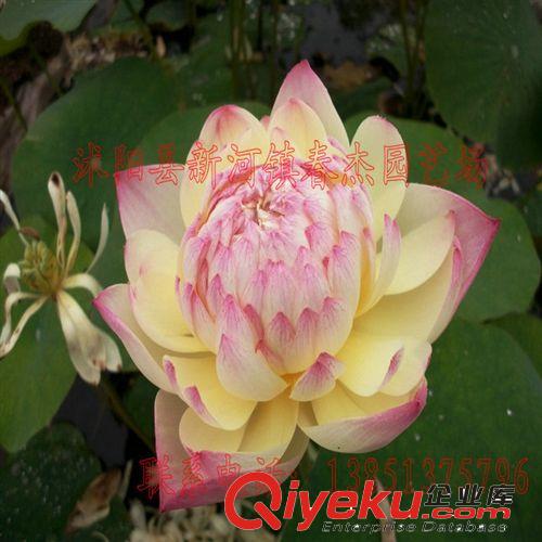 中型荷花種藕 紅唇  精品荷花