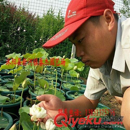 大型荷花  碗蓮  盆栽荷花  綠化盆荷 家庭種植 水景濕地