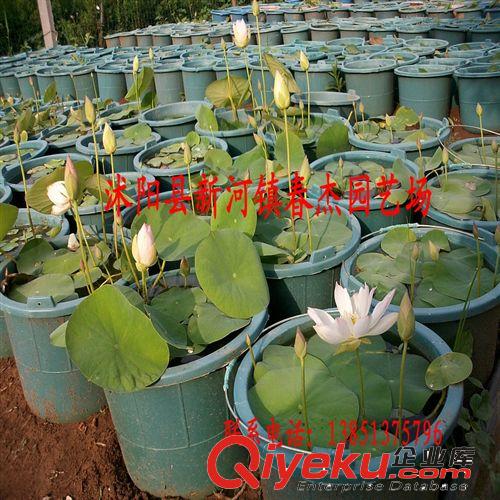 大型荷花  碗蓮  盆栽荷花  綠化盆荷 家庭種植 水景濕地