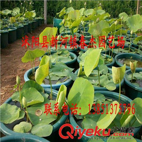 大型荷花  碗蓮  盆栽荷花  綠化盆荷 家庭種植 水景濕地