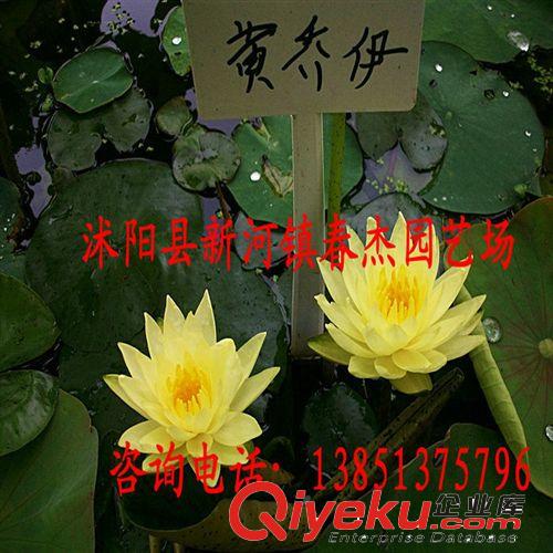 耐寒睡蓮  黃喬伊 精品睡蓮