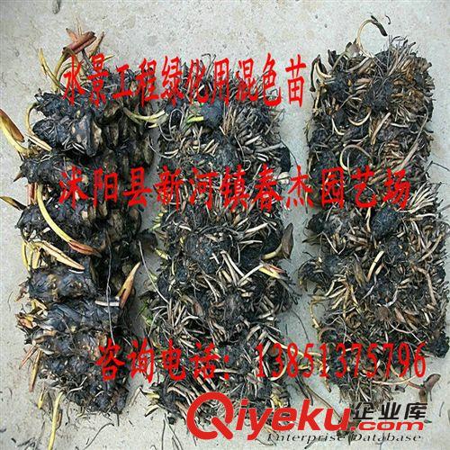 耐寒睡蓮  黃喬伊 精品睡蓮