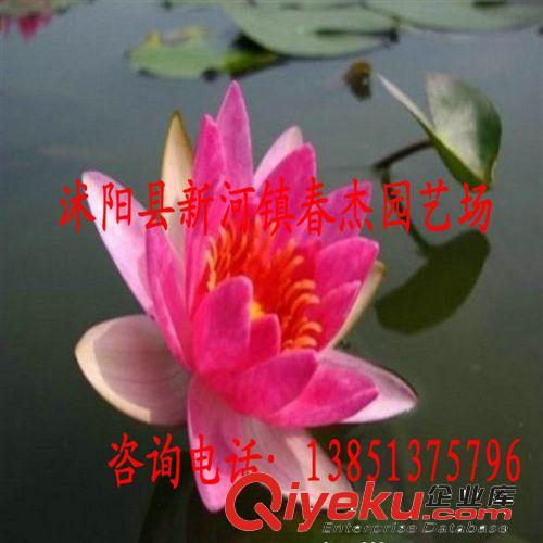 耐寒睡蓮 小型品種  霞妃