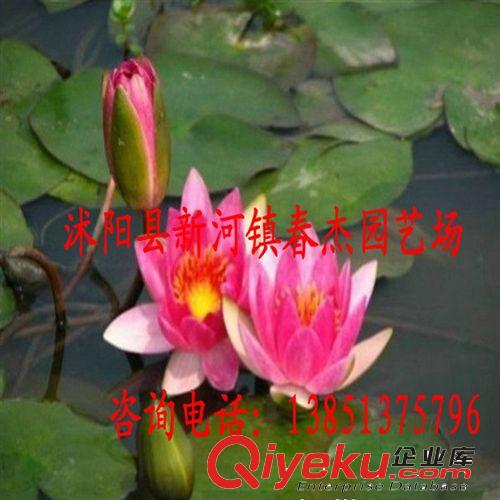 耐寒睡蓮 小型品種  霞妃