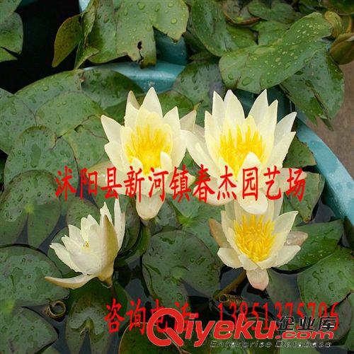 微型睡蓮  耐寒睡蓮  海爾芙拉  小海