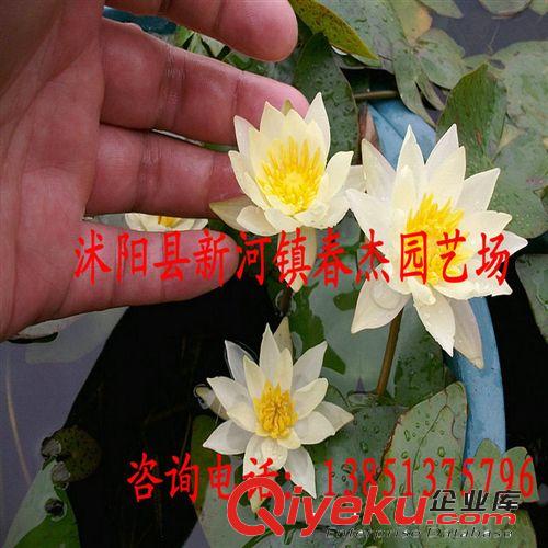 微型睡蓮  耐寒睡蓮  海爾芙拉  小海