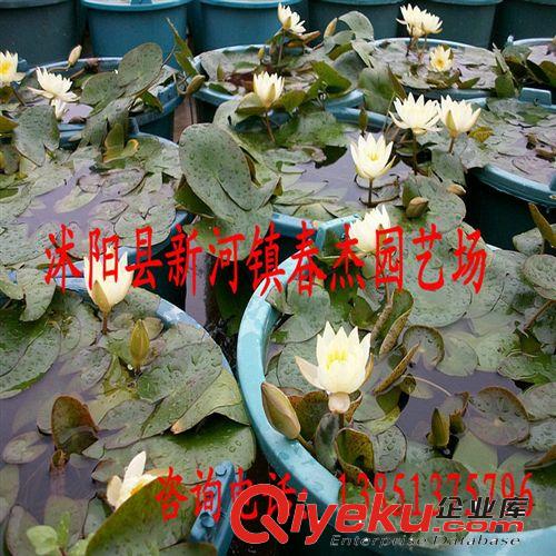 微型睡蓮  耐寒睡蓮  海爾芙拉  小海