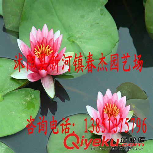 水景工程綠化用  庭院盆栽 耐寒睡蓮  多品種混色發(fā)