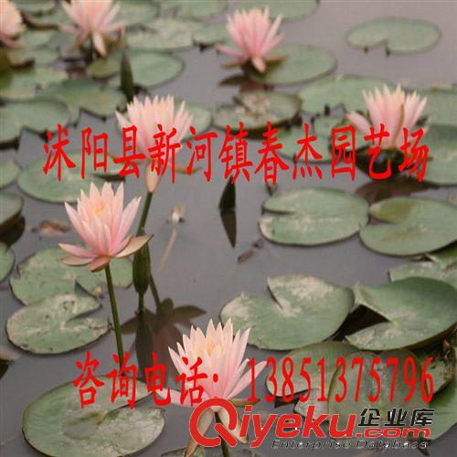 水景工程綠化用  庭院盆栽 耐寒睡蓮  多品種混色發