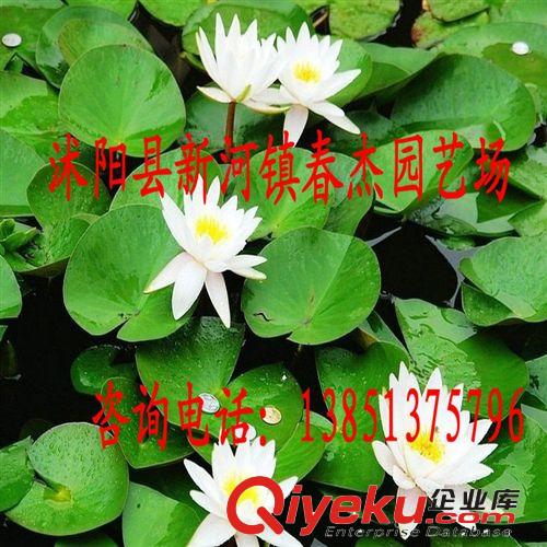 水景工程綠化用  庭院盆栽 耐寒睡蓮  多品種混色發