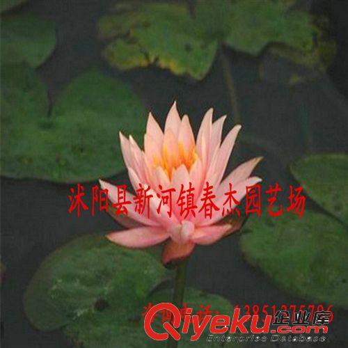耐寒睡蓮  科羅拉多  盆栽  水景綠化