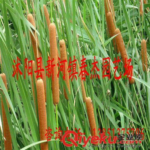 水體綠化 濕地修復(fù)  水燭 香蒲/芽