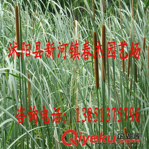 水體綠化 濕地修復  水燭 香蒲/芽原始圖片2