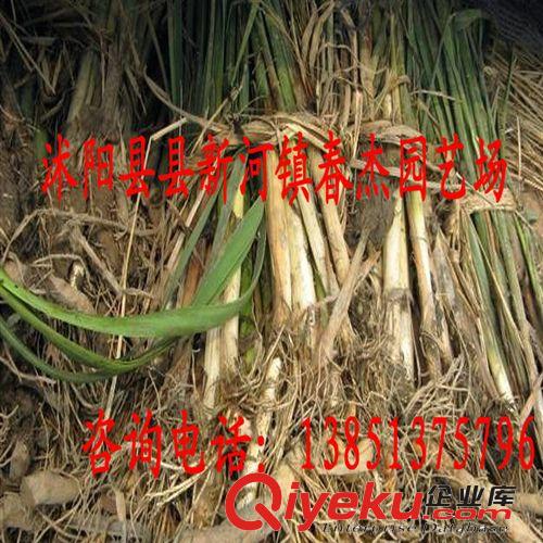 水體綠化 濕地修復  水燭 香蒲/芽原始圖片3