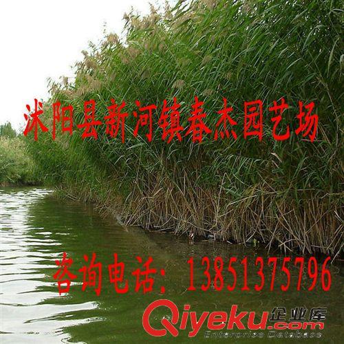 水體綠化 濕地綠化  蘆葦苗  水景凈化水質(zhì)