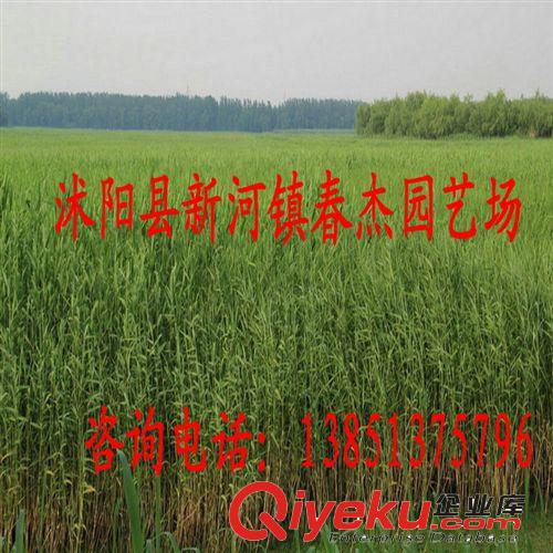 水體綠化 濕地綠化  蘆葦苗  水景凈化水質(zhì)