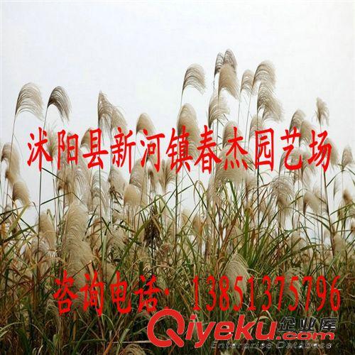 水體綠化 濕地綠化  蘆葦苗  水景凈化水質(zhì)
