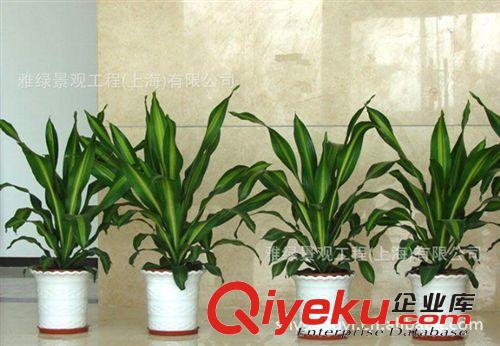 專業(yè)植物租賃|花卉租賃|室內(nèi)綠化租賃|會展植物布置|盆景租賃原始圖片2