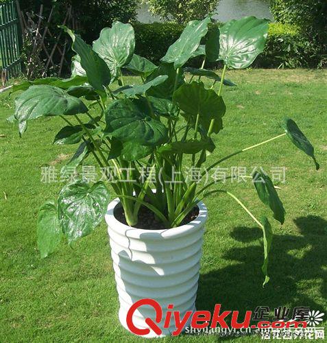 （租賃）南方植物 滴水觀音 盆栽原始圖片2