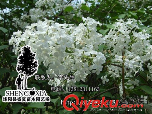 基地直銷 丁香花苗 庭院綠化植物 丁香花樹苗 白色 紫色丁香花原始圖片2
