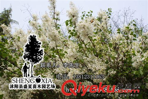 基地直銷 丁香花苗 庭院綠化植物 丁香花樹苗 白色 紫色丁香花原始圖片3