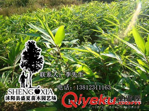 产地直销 供应绿化优质竹子 楠竹 毛竹 江南竹 茅竹 规格齐全