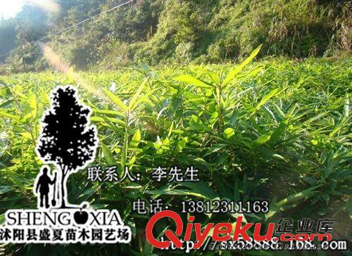 产地直销 供应绿化优质竹子 楠竹 毛竹 江南竹 茅竹 规格齐全