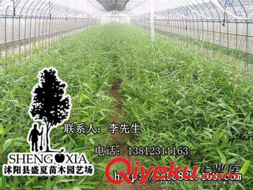 产地直销 供应绿化优质竹子 楠竹 毛竹 江南竹 茅竹 规格齐全