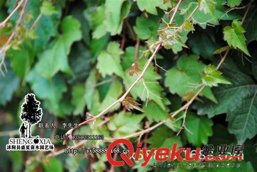 美國五葉地錦苗-三葉地錦-爬山虎苗-爬墻虎- 墻的綠裝 規(guī)格齊全原始圖片2